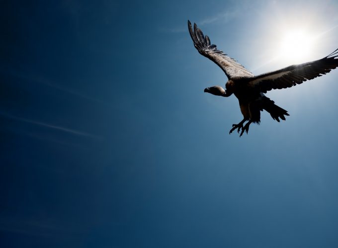 Wallpaper Vulture, flight, sky, sun, Animals 5045412998